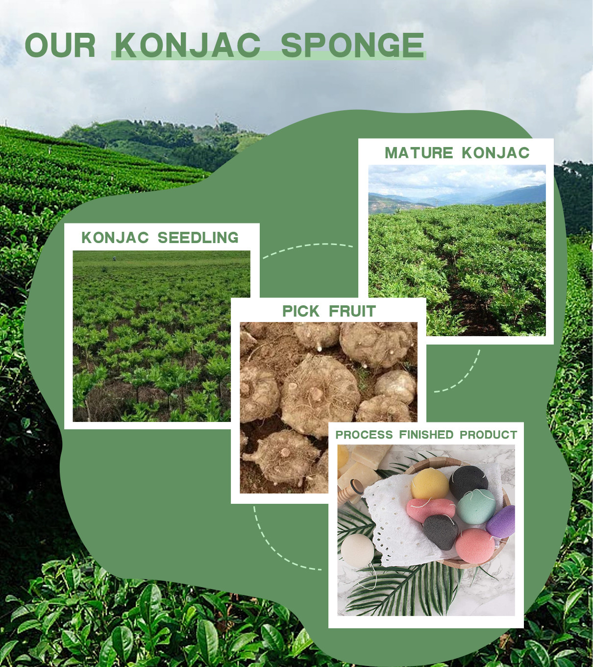 最新の会社の事例について KonjacスポンジはKonjac植物の塊茎から得られる